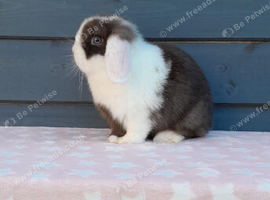 Stunning purebred mini lop rabbits
