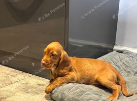 Cocker spaniel puppies