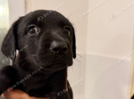 Rotador puppies for sale