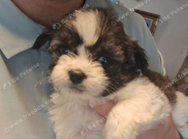 Shit-tzu puppies, miniature, &pound;700 each