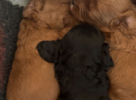 Stunning Cavapoo puppies
