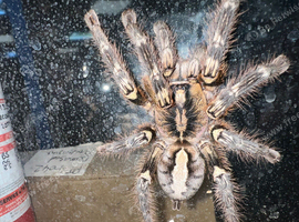 Poecilotheria Metallica, Rufilata, Miranda