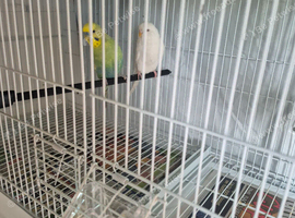Pair