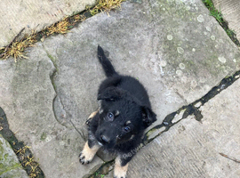 Pedigree German Shepherd puppies