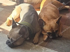French bulldog male looking for a new home