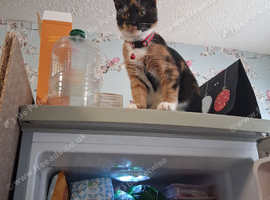 1 year old female  called pumkin