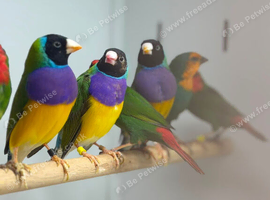Goulding finch