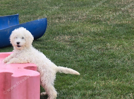Beautiful Goldendoodle girl