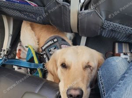 Golden retriever male needs a new and forever home