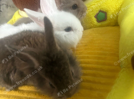 3 beautiful rabbits