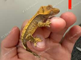 Harlequin Crested gecko baby