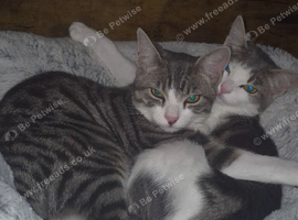 Bonded pair of kittens