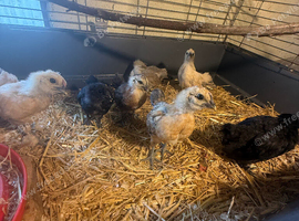 Bantam mixes