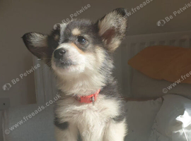 Kc reg Corgi fully vaccinated ready now