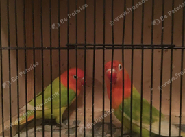 BARGAIN, 30 x opaline Fischer lovebirds