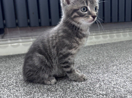 Male kitten mixed breed