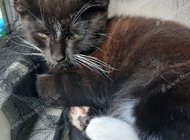 Boys looking for Loving Home