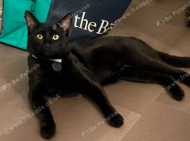 Black Male Cat 9 Months Old