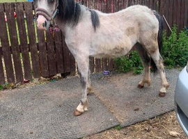 Section A filly