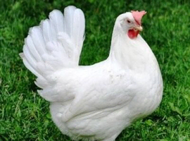 White leghorn point of lay pullets ready now