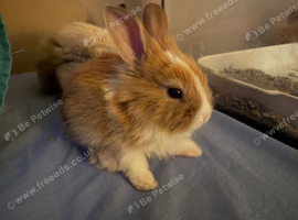 Adorable Baby Rabbit &ndash; Ready From 8 Weeks