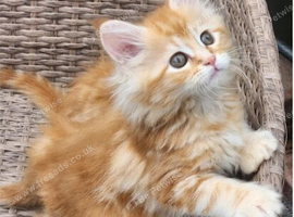 Maine Coon ginger!! Absolutely gorgeous!