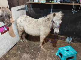 Reg British Spotted Pony yearling colt