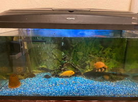 Fish tank, full set up for sale
