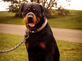 Female Rottweiler