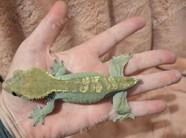 Adult female crested gecko ( frog bum )