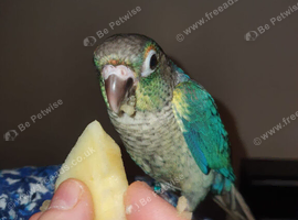 Young Tame Male Turqoise Yellow Bellied Green Cheek Conure