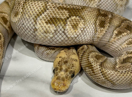 2024 Male Pastel Mojave GHI Clown