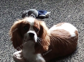 King Charles spaniel