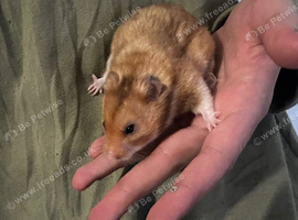Hamster bundle