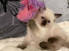 Ragdoll kittens