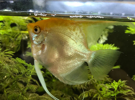 Angel fish