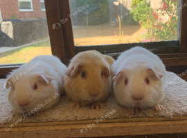 Sweet Baby Smooth Coated Guinea Pig Boars