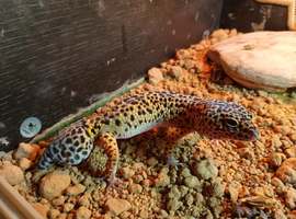 Female leopard gecko