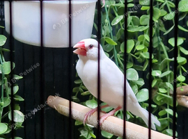 Java sparrows