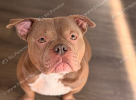 Picket bully