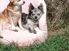 Merle female chihuahua