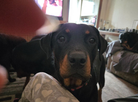 Selling 2yr 4 month old rottweiler