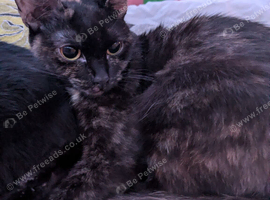 Tortoise shell kitten