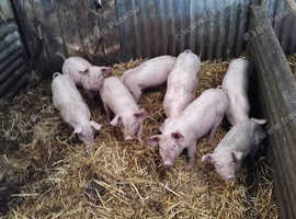 Weaners for sale