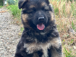 German shepherd puppies