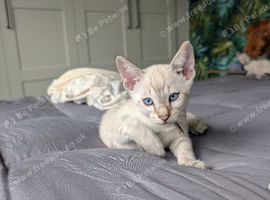 Bengal cross Siamese (BENAMESE)