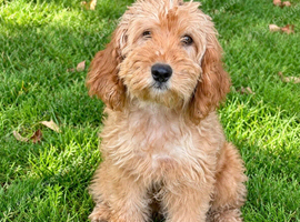 Cockapoo puppies