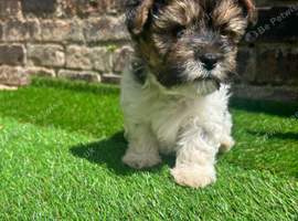puppy biewer terrier