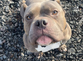 Blue pocket bully