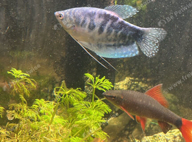 Tropical fish. And tank for sale